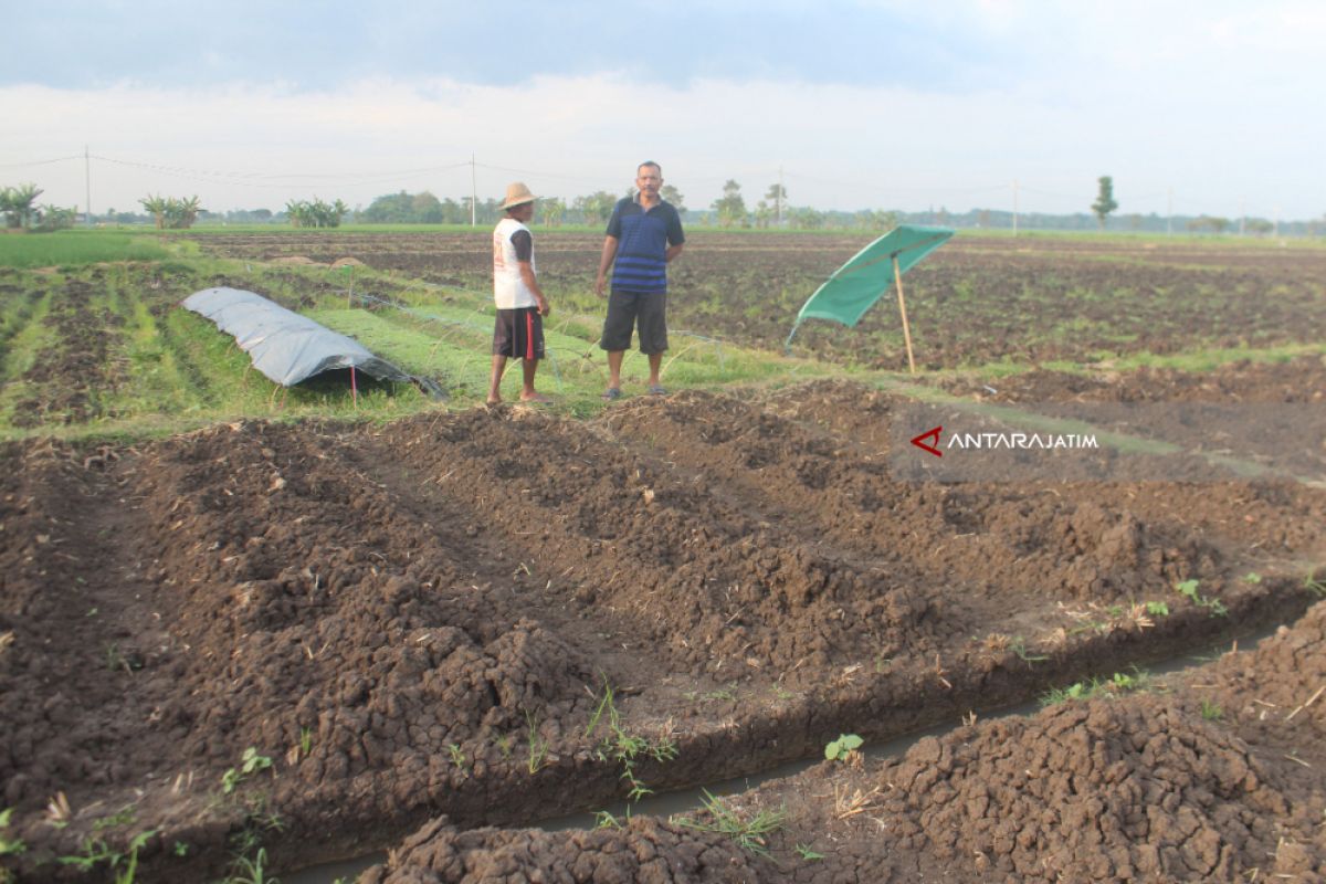 Petani di Probolinggo Mulai Tanam Tembakau