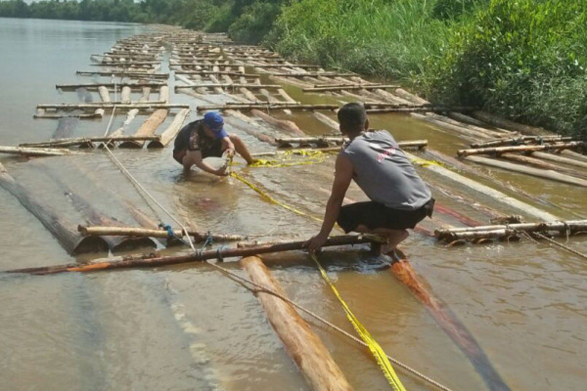 Polda Kalteng kembali temukan ratusan kayu ilegal