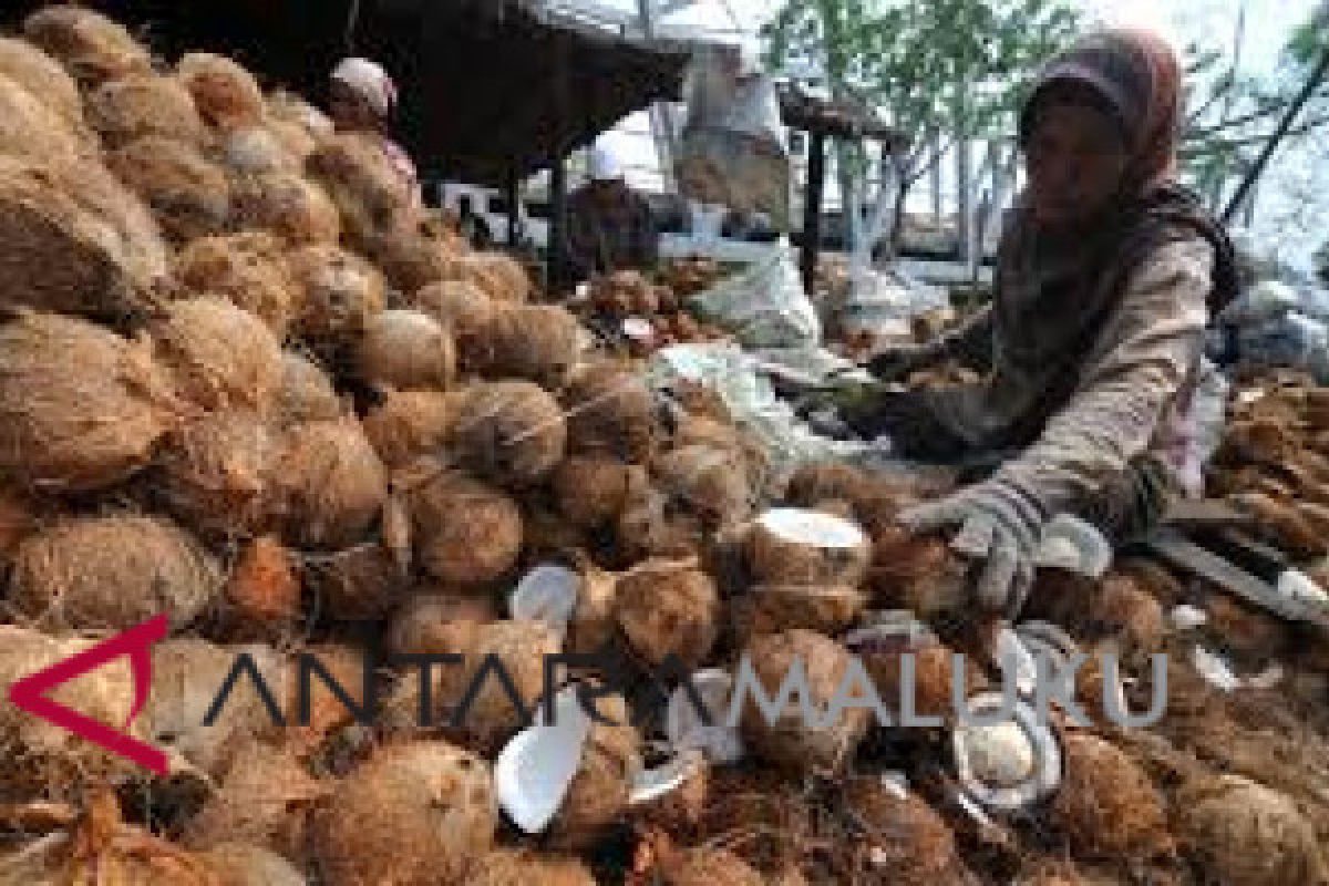 Pemprov Malut harus beli kopra petani