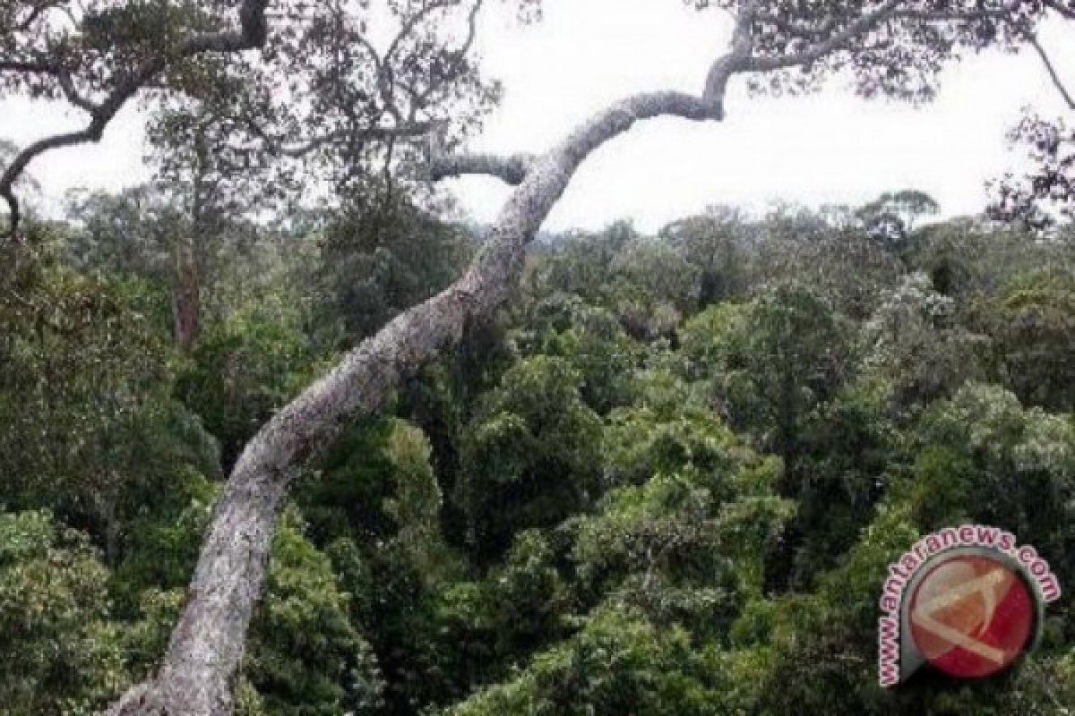 Walhi Sumsel ajak masyarakat bersama lindungi hutan