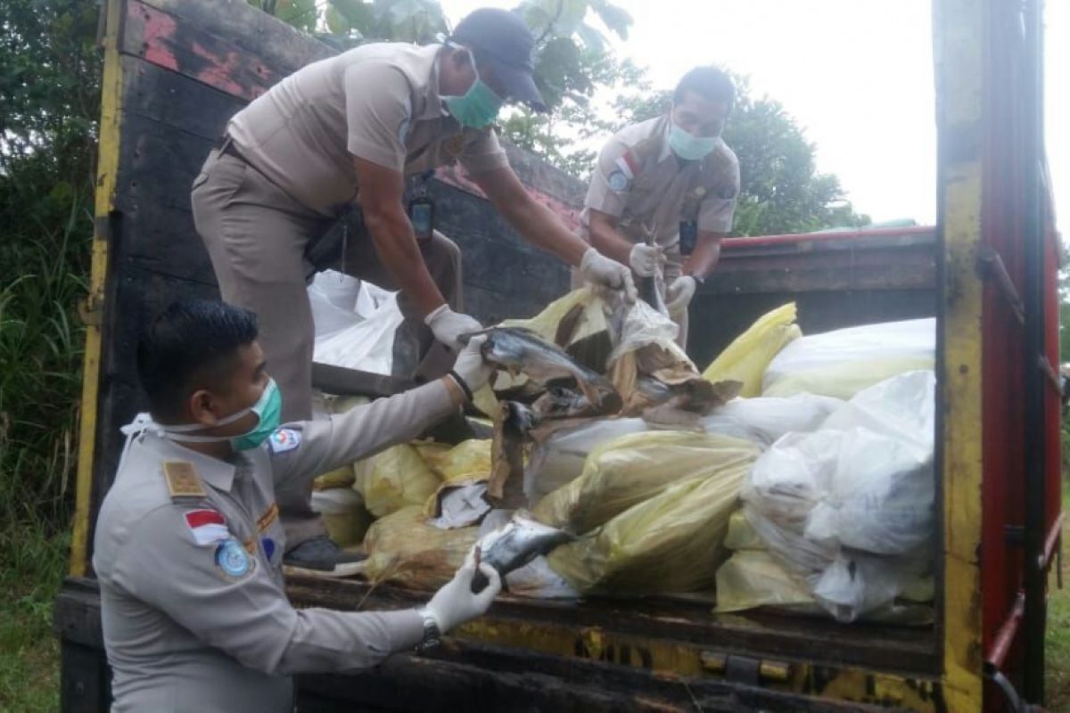 Karantina Entikong musnahkan 10 ton ikan selundupan