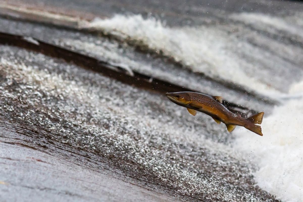 China tebar dua juta benih ikan langka ke sungai