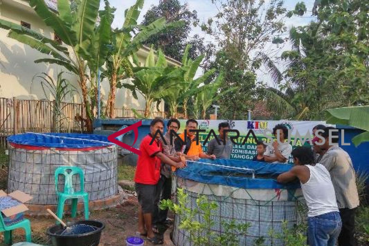 Jejak Indonesia sediakan pakan lele sampai panen