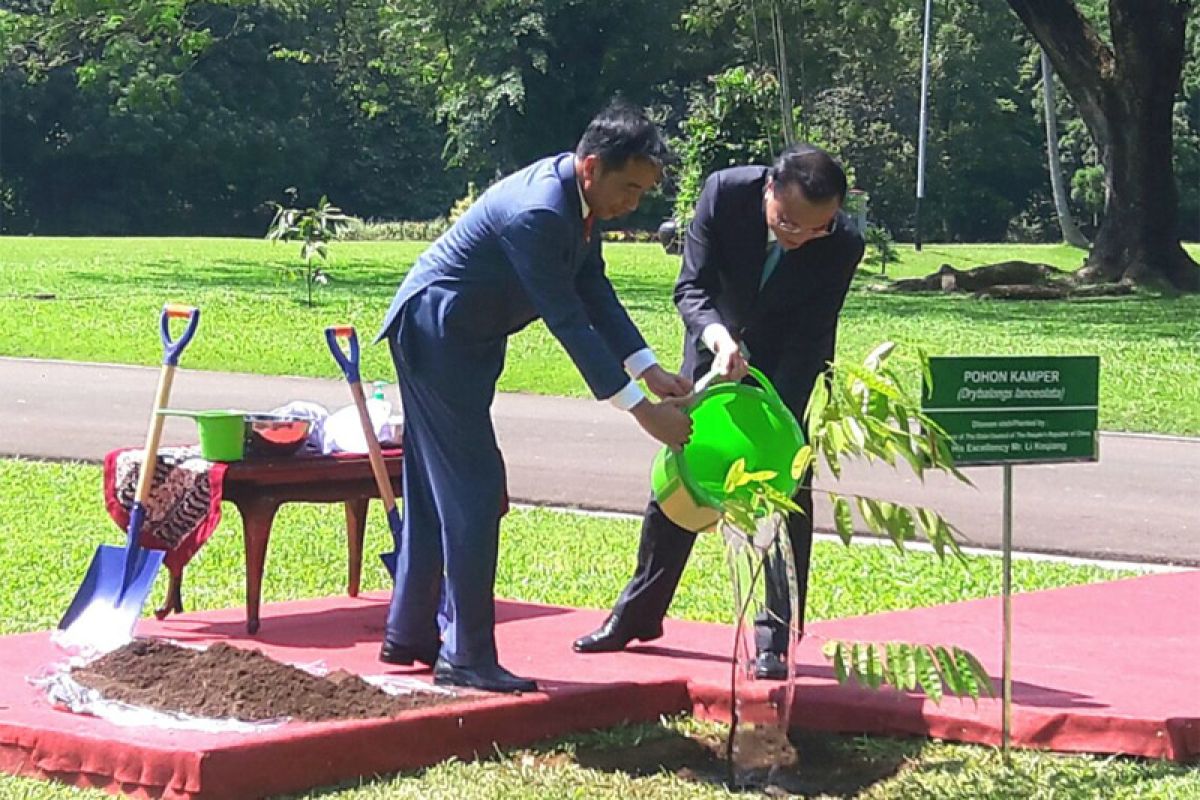 Jokowi and Li plant camphor sapling together