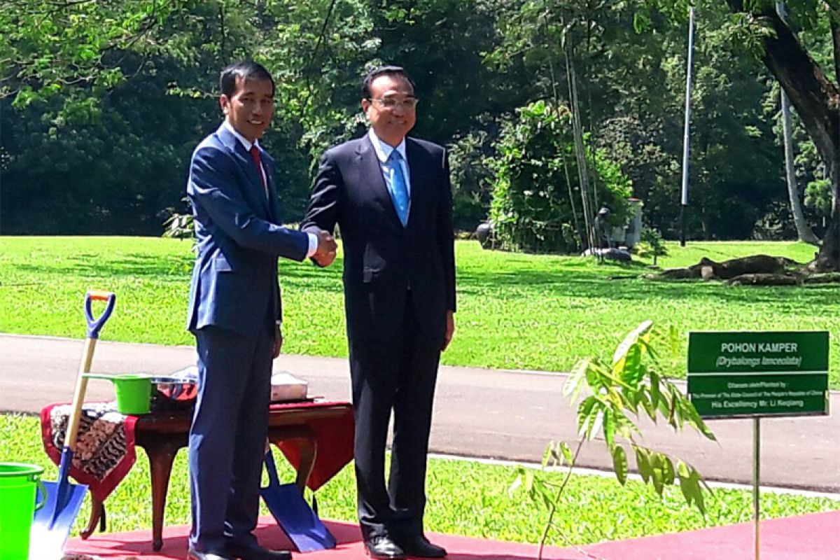 Pohon kamper ditanam Jokowi dan Li