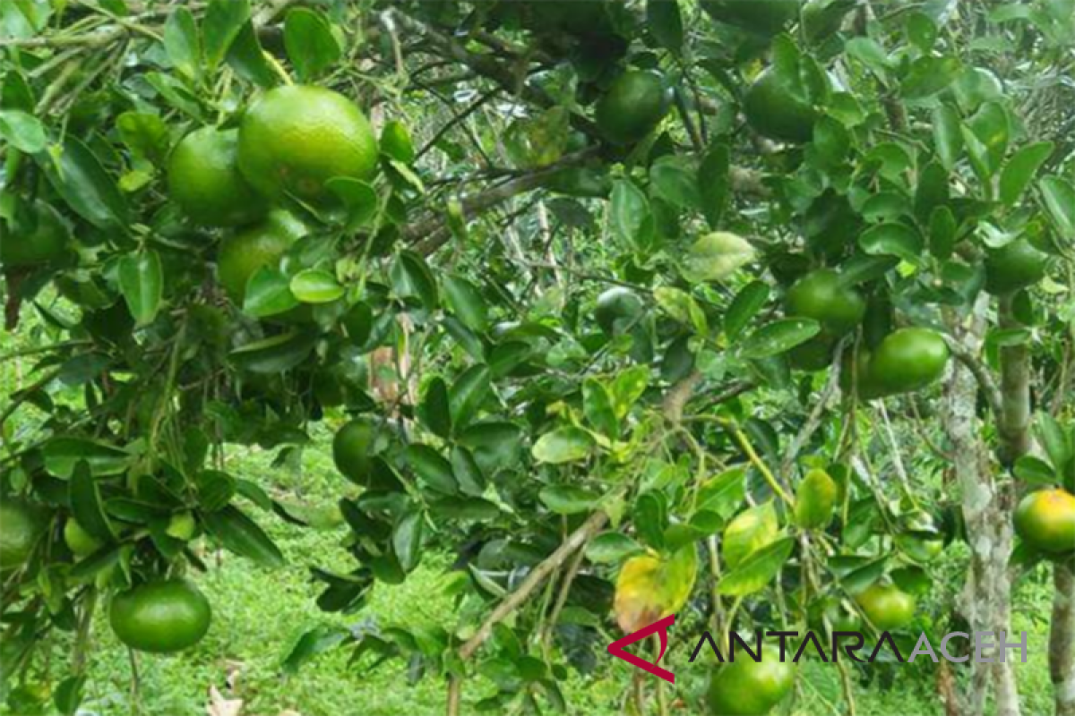 Jeruk Keprok Gayo semakin langka