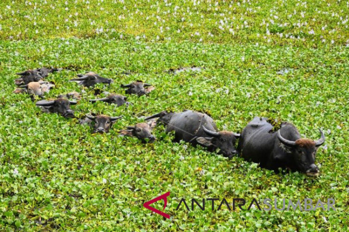 Peningkatan Populasi Kerbau Pesisir Selatan Terkendala Lahan