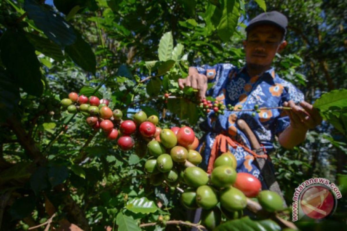 Kopi merapi miliki pasar sendiri