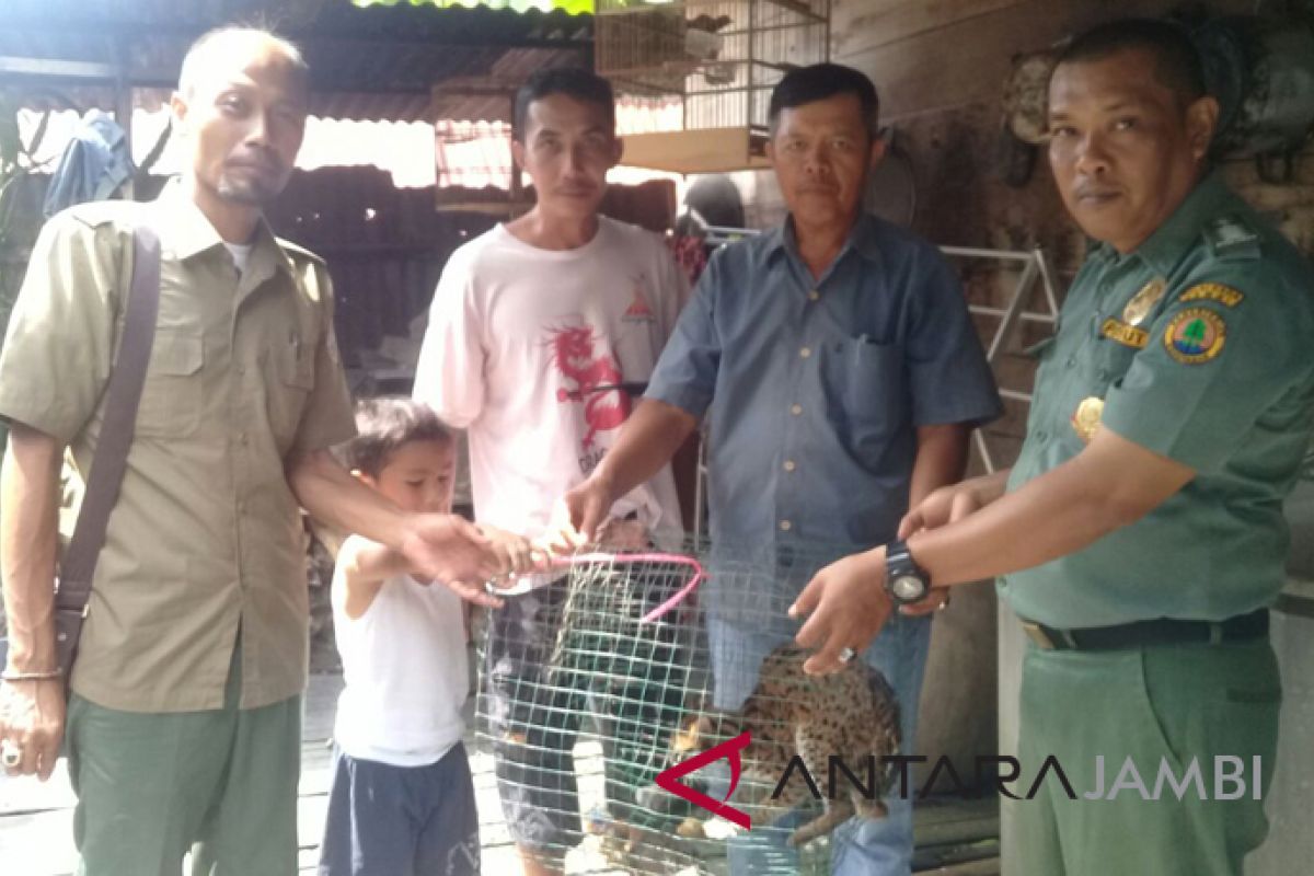 BKSDA Jambi amankan kucing hutan peliharaan warga