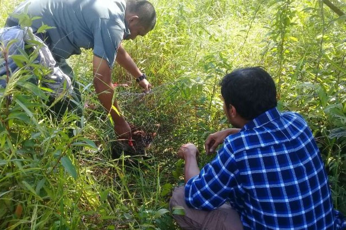 BKSDA  Jambi lepas liarkan kucing hutan