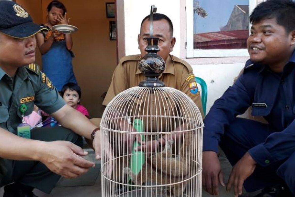 Warga Jambi serahkan kukang kepada petugas BKSDA