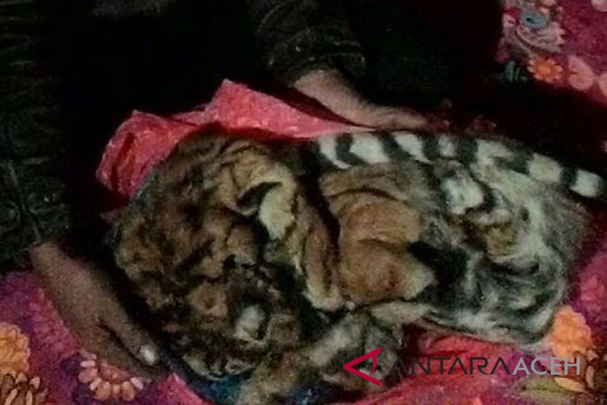 Penjual kulit harimau ditangkap di Aceh Tengah