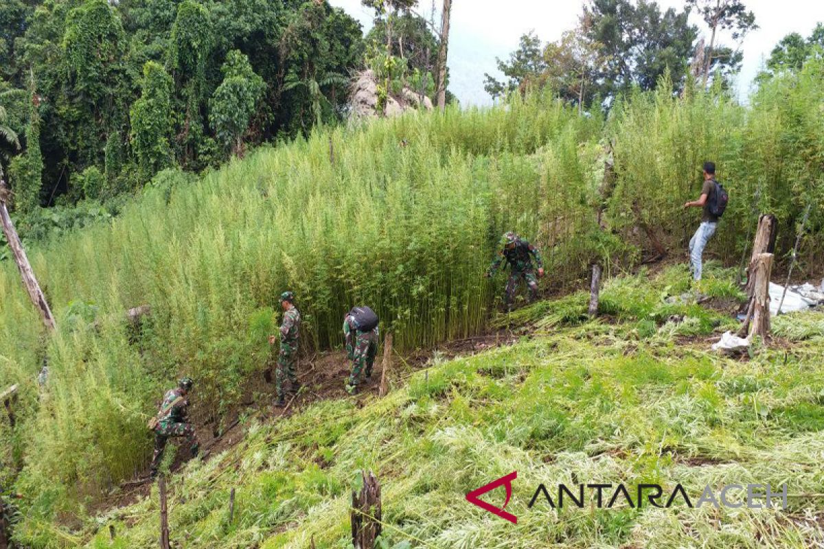 TNI kembali temukan ladang ganja di Bireuen