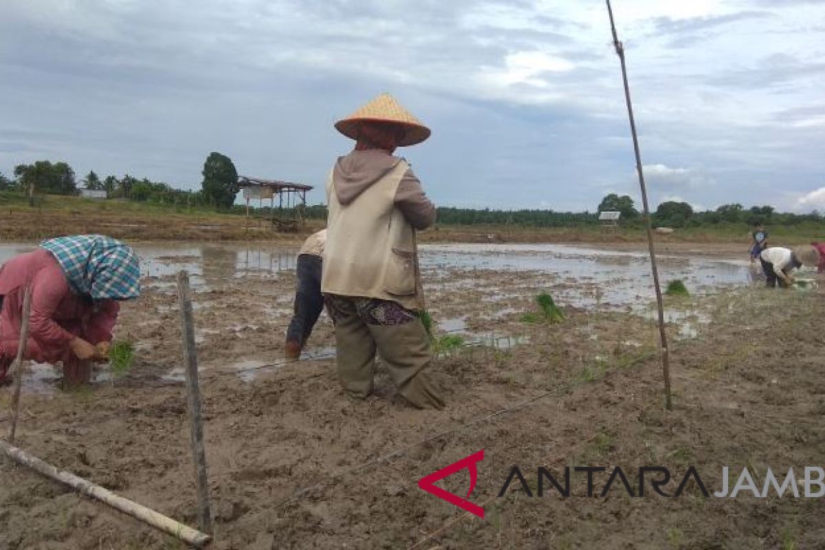 Batanghari Terapkan Teknologi Jajar Legowo pada HKP.