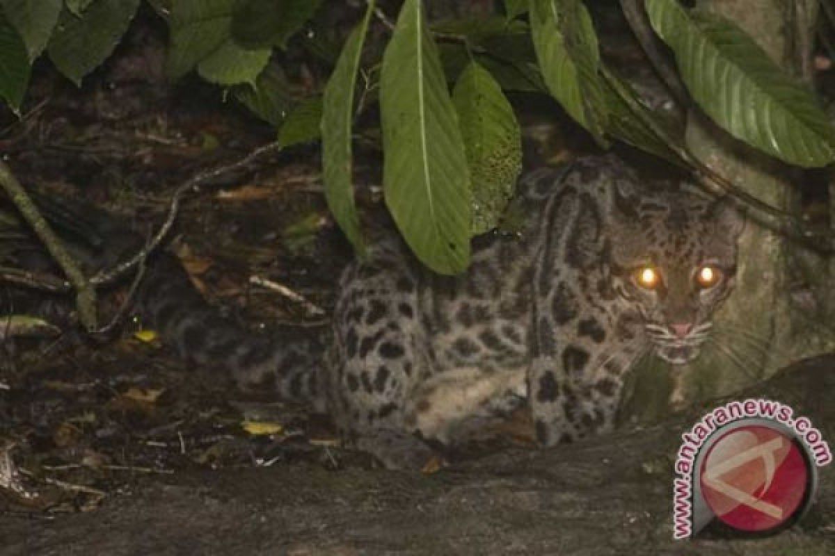 Sejumlah macan tutul tertangkap kamera di taman nasional