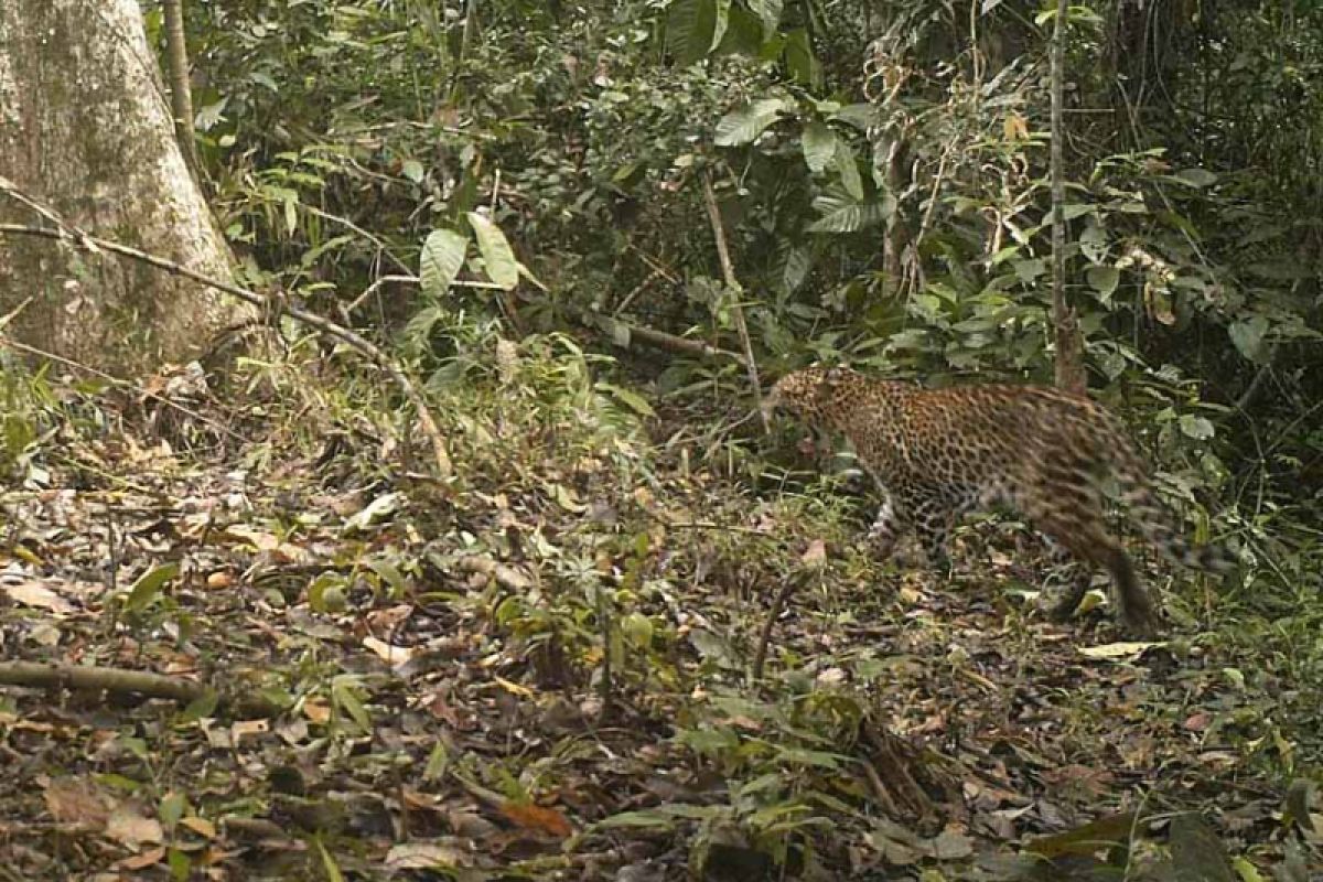 Sejumlah Macan Tutul Tertangkap Kamera Trap di TN Meru Betiri (Video)