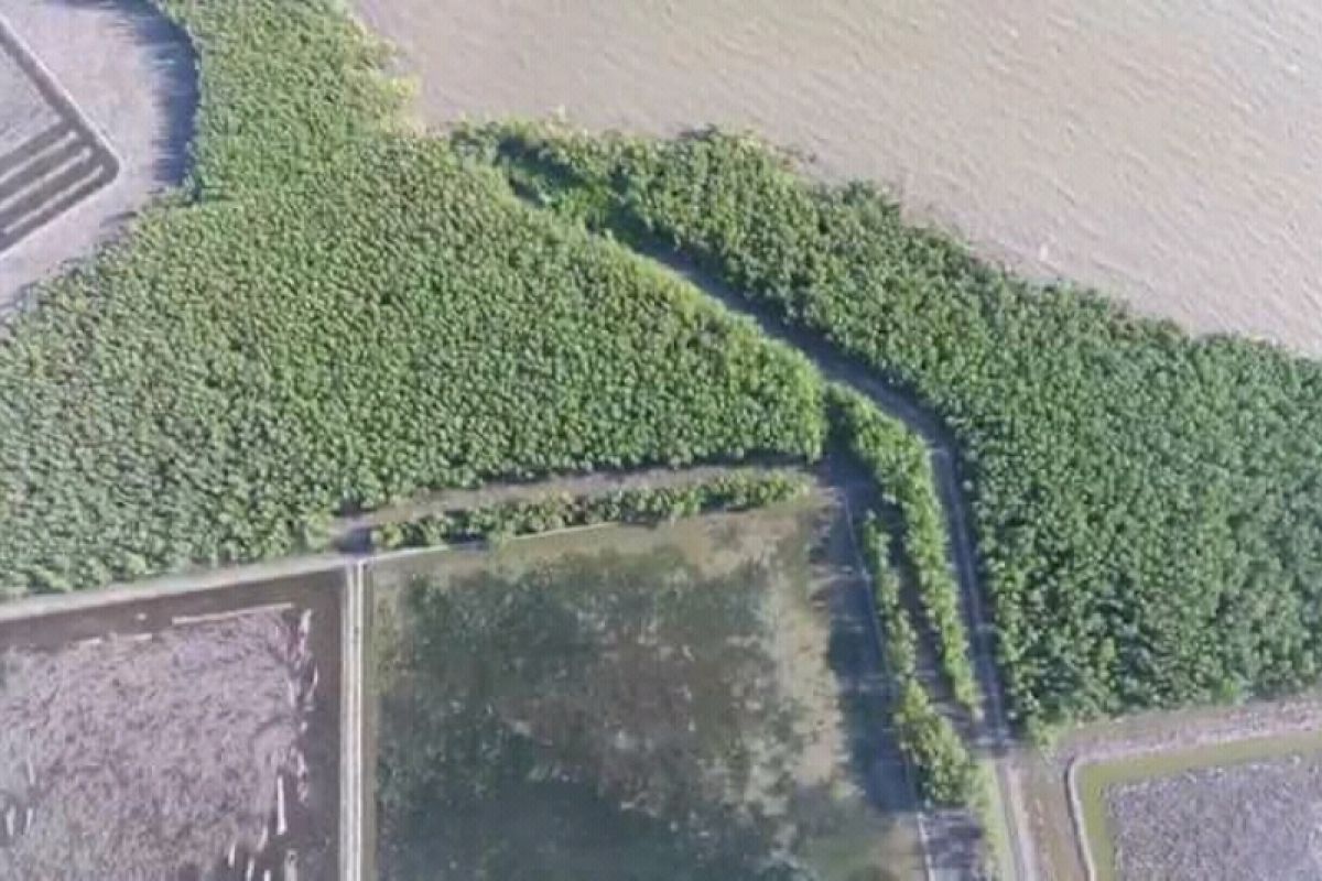 Bantuan Kemendes untuk fasilitas ekowisata mangrove Seruyan