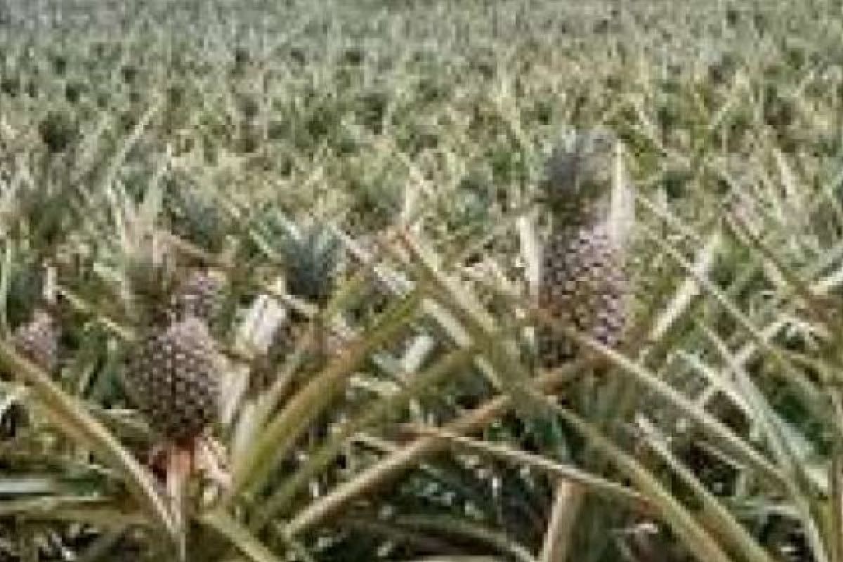 Meningkatkan "Derajat" Nanas Kampung Penyengat