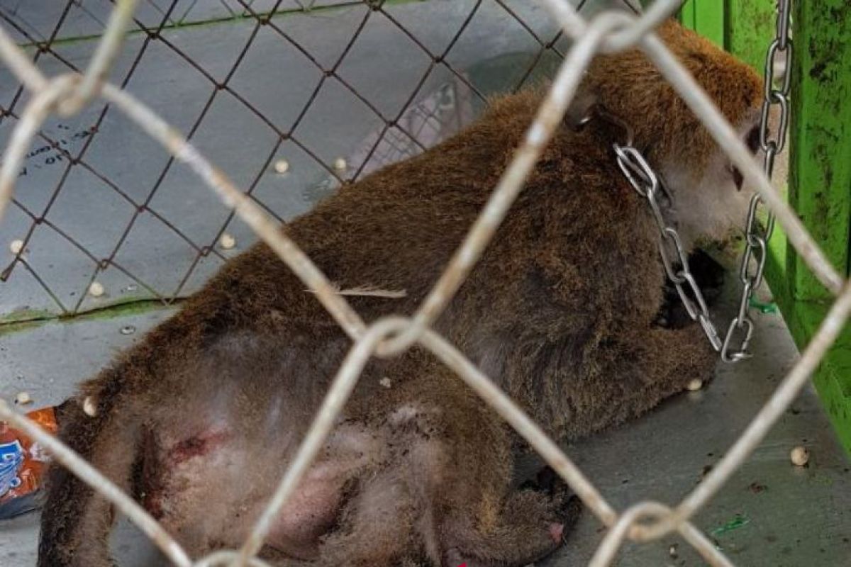 Monyet rusak isolator jaringan pln di Gunungsitoli