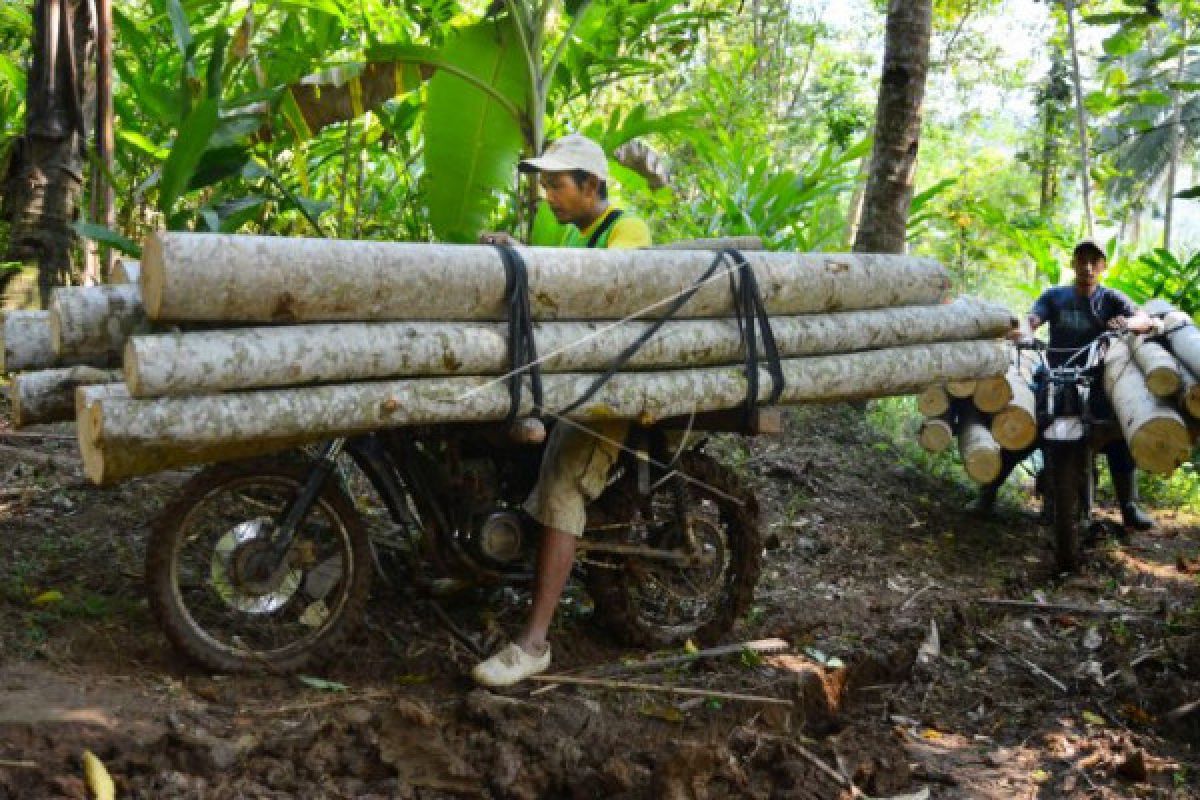 Jasa angkut kayu