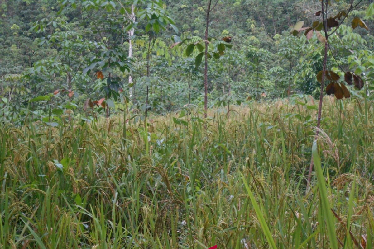Distan Mukomuko: Petani swadaya atasi hama padi