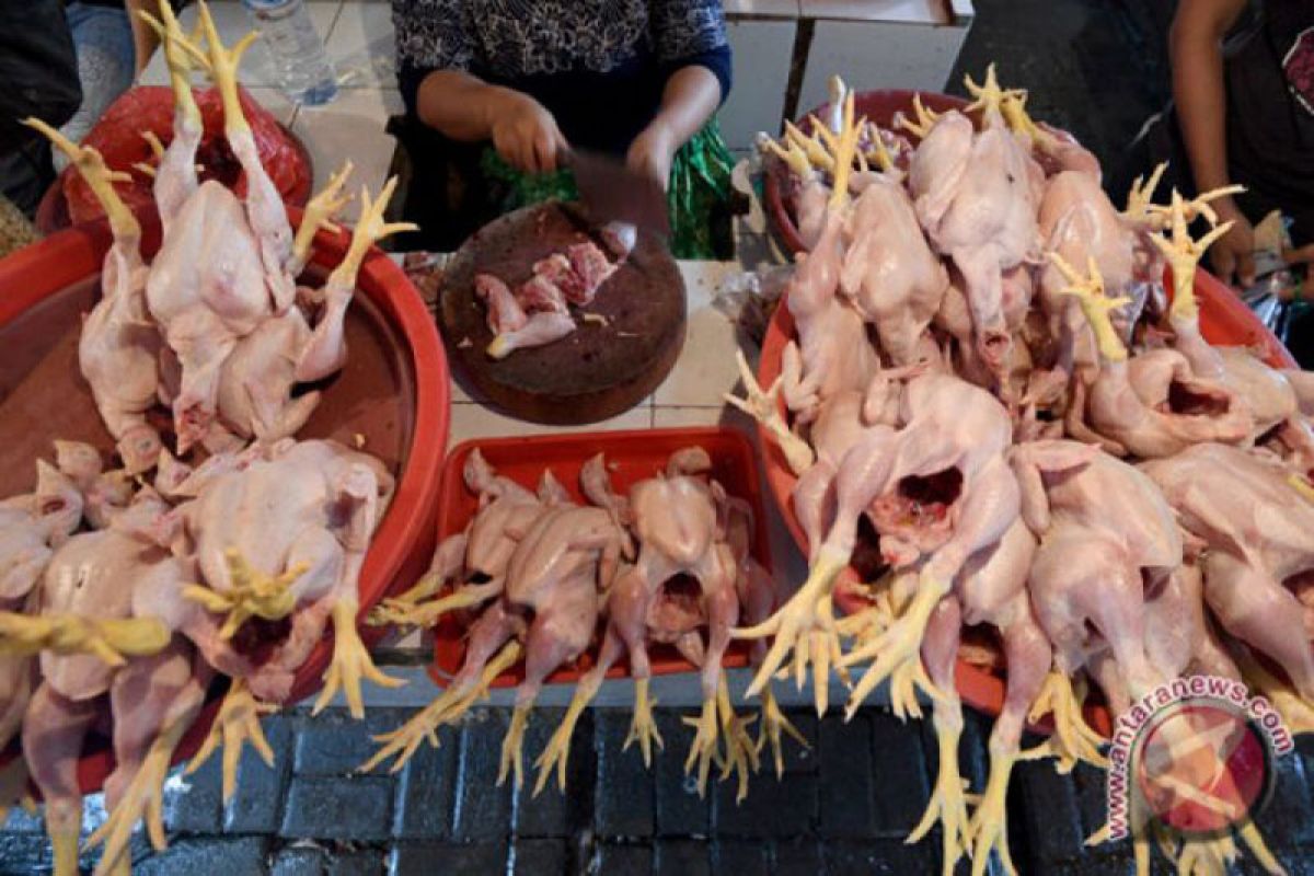 Harga ayam potong naik jelang lebaran