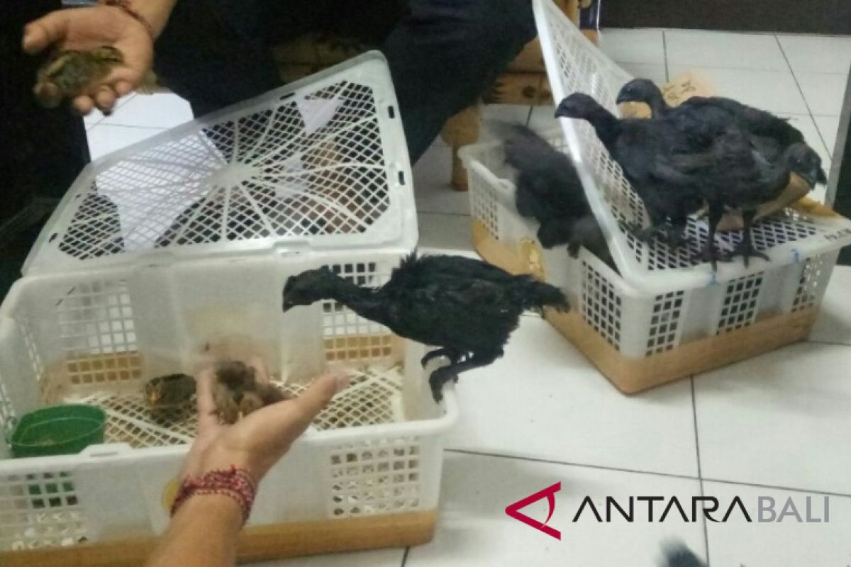 Penyelundupan ayam cemani digagalkan polisi Gilimanuk