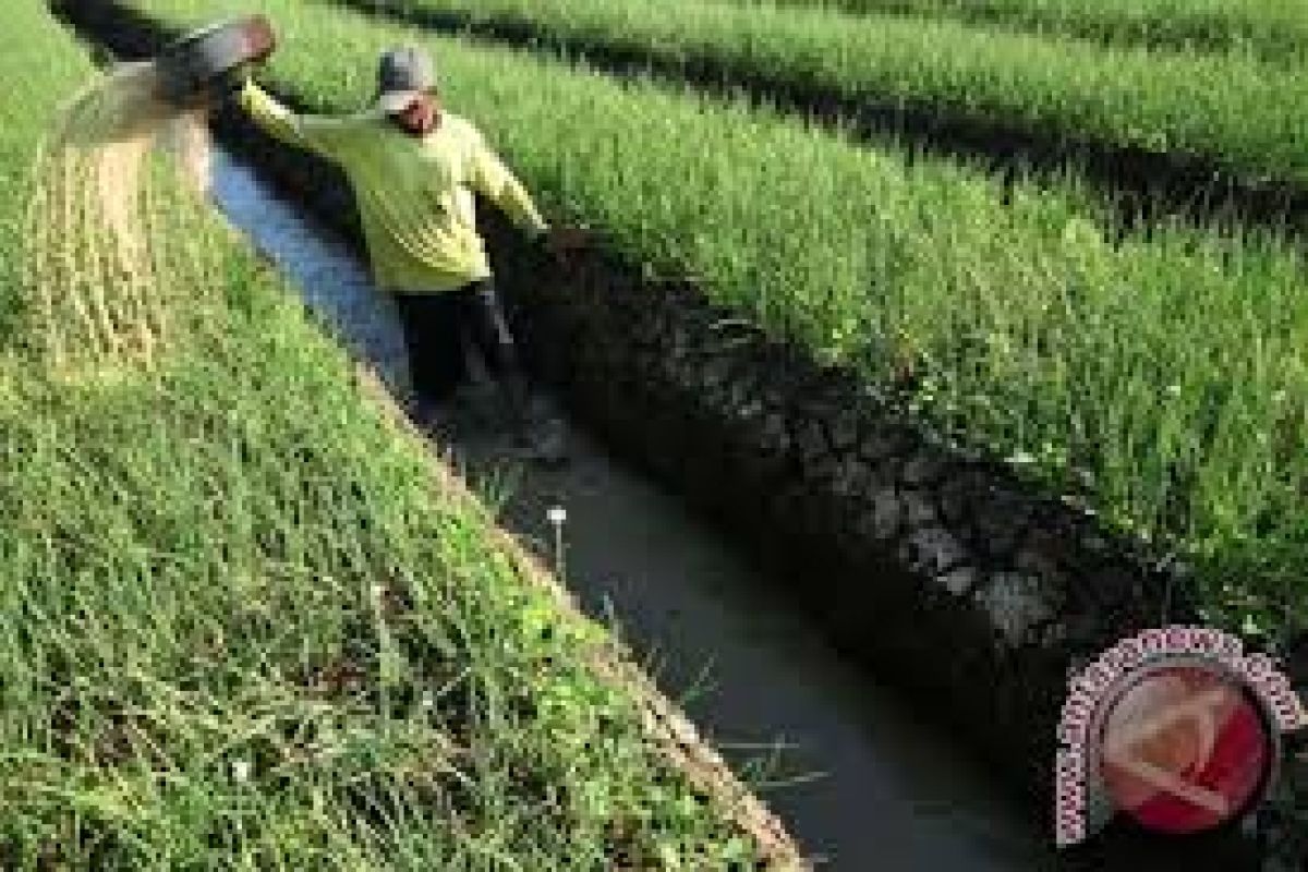 Sigi kembangkan bawang putih penuhi kebutuhan pasar