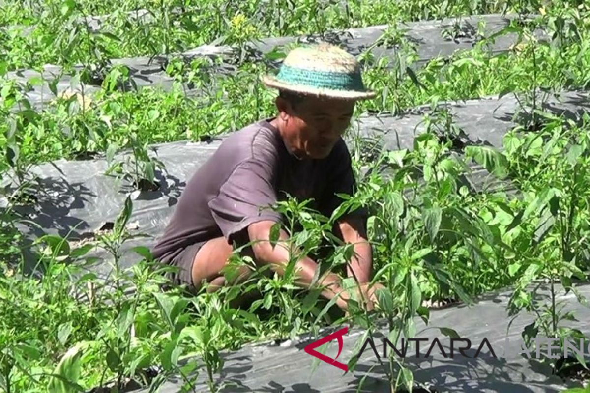 Pascaletusan Merapi, truk kembali ke lokasi penambangan