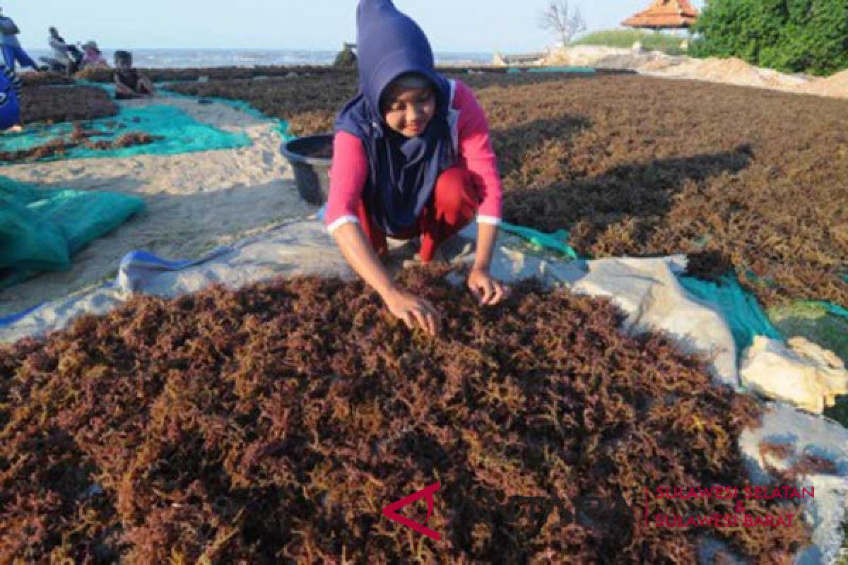 Rumput laut harta karun sektor kelautan nasional