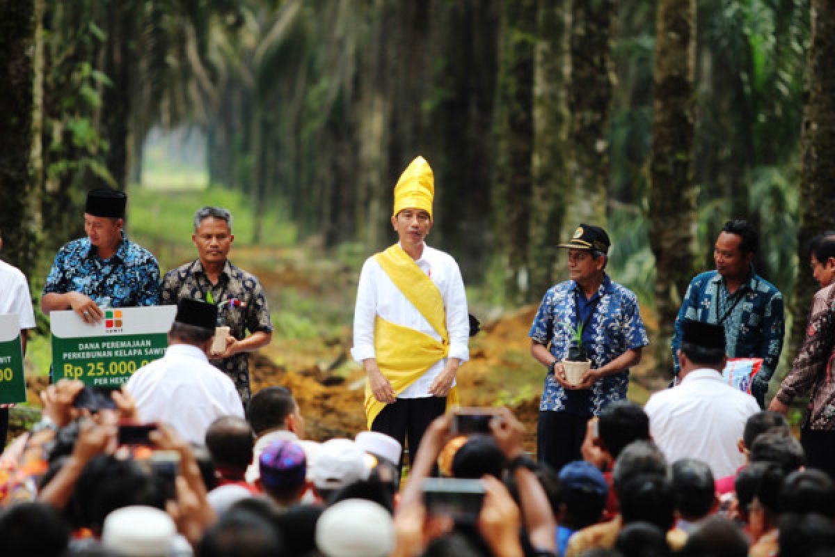 10.223 hektar kebun sawit masyarakat Kalteng akan diremajakan