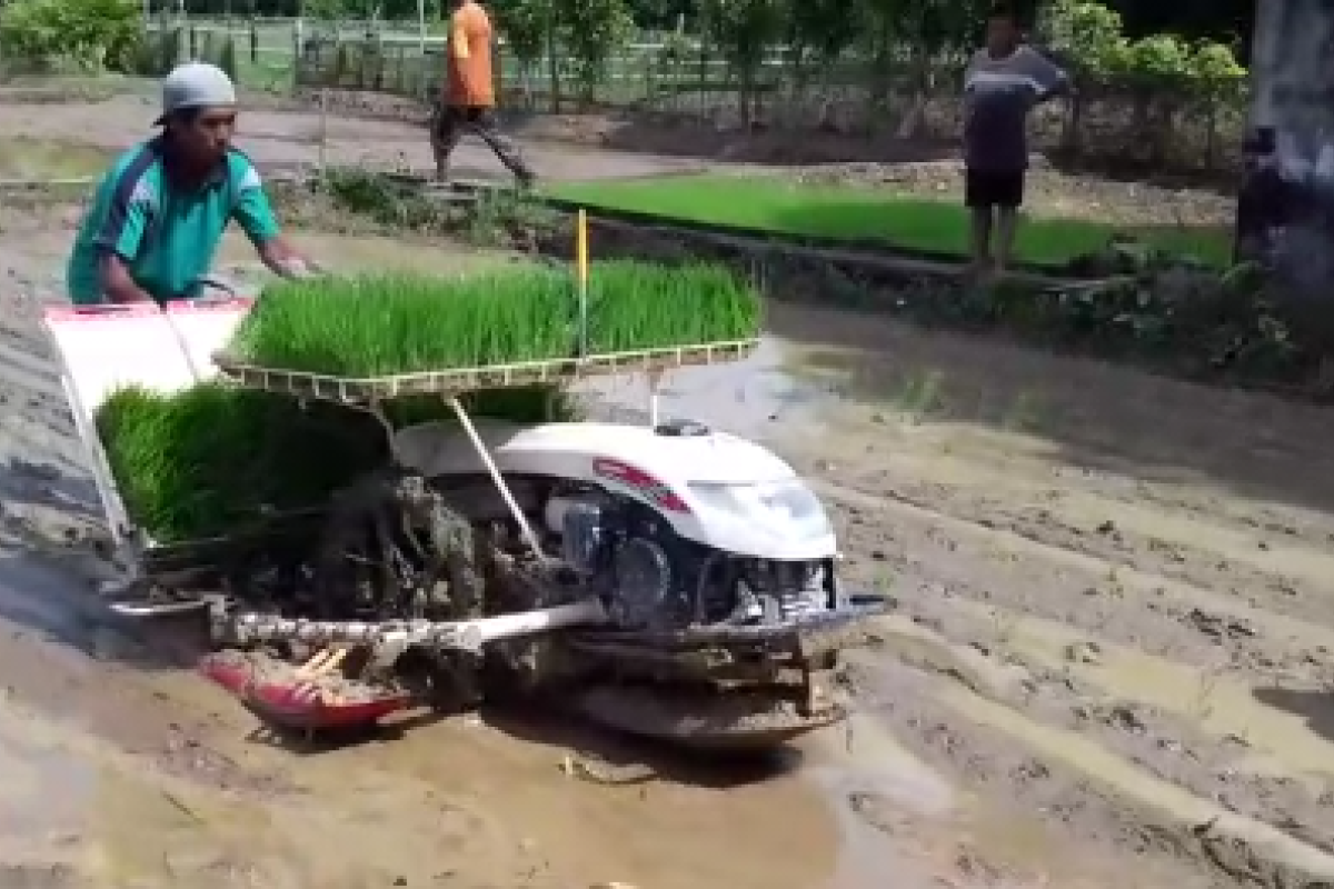 Poktan Hikmah Tani manfaatkan alsintan (video)