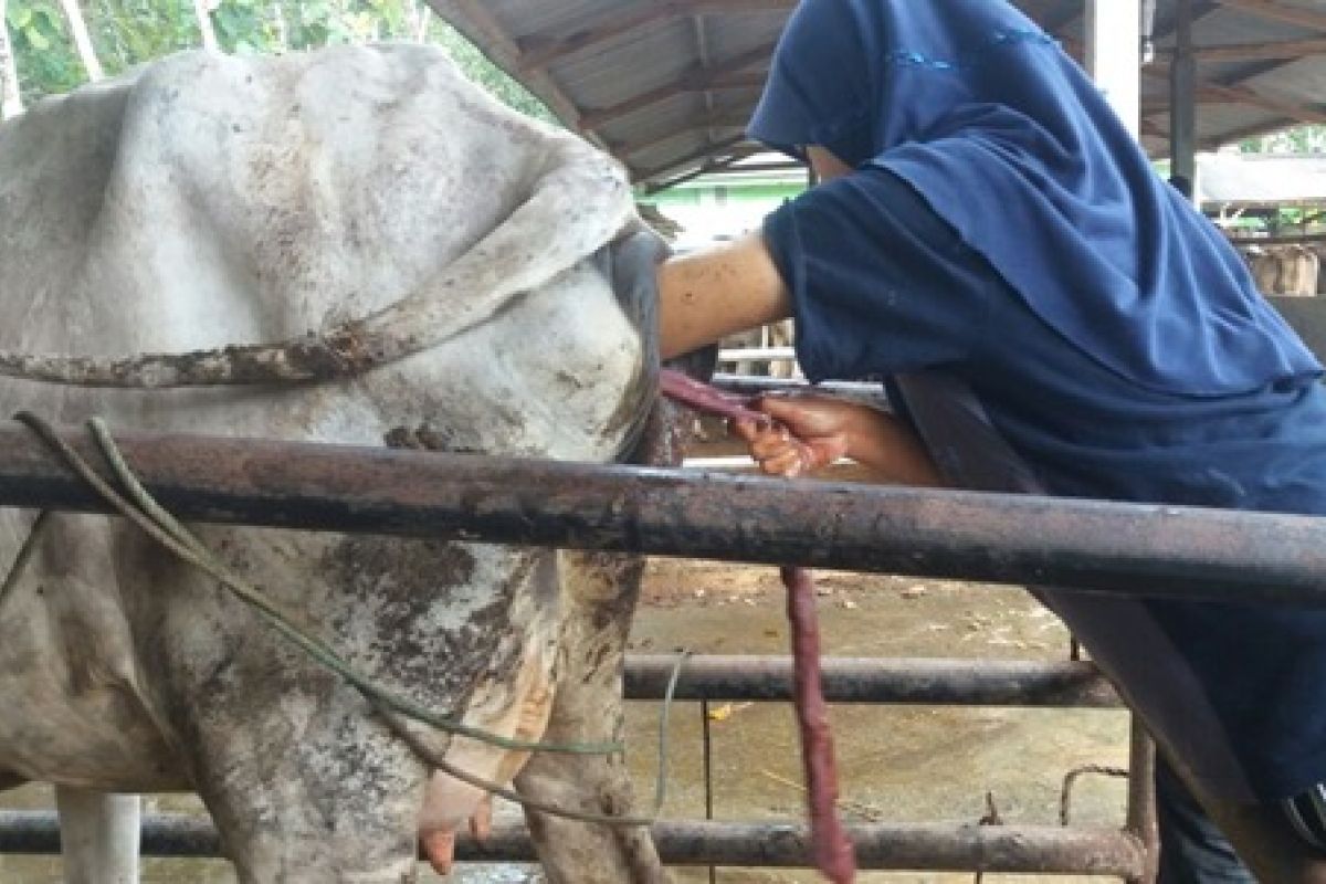 STPP Bogor bantu peternak sapi Lampung Selatan