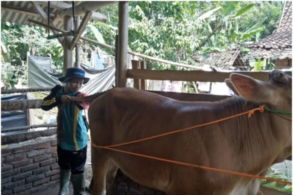 STPP Bogor bantu Upsus Siwab Lampung Tengah