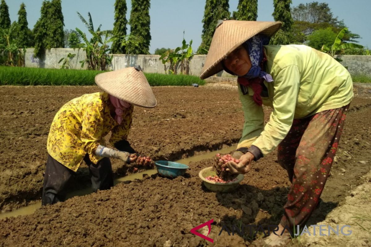 Kudus siapkan 20 ha lahan bawang merah