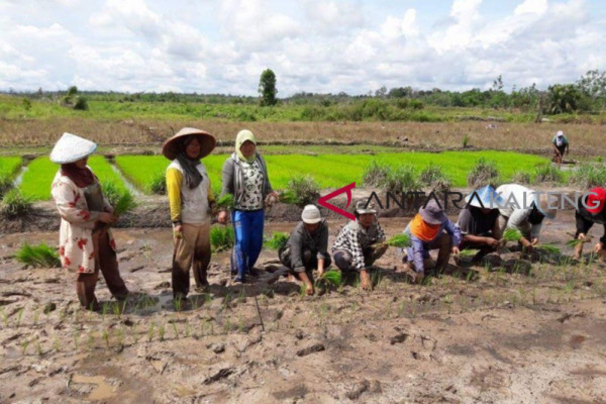 Petani Barito Utara mulai tanam padi