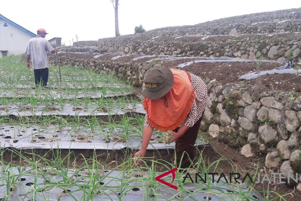 Petani lereng Gunung Sindoro Temanggung tanam tembakau