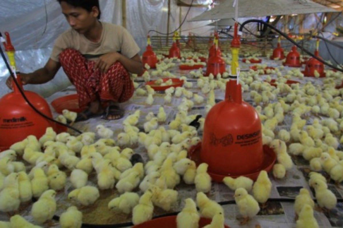 Kalteng tak berdaya penuhi kebutuhan ayam secara mandiri