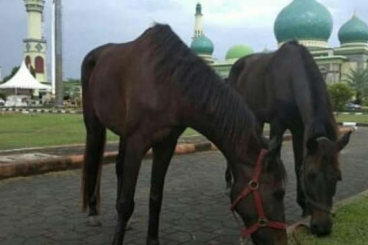 Yuk Intip Wisata Berkuda di Masjid Annur Selama Ramadhan