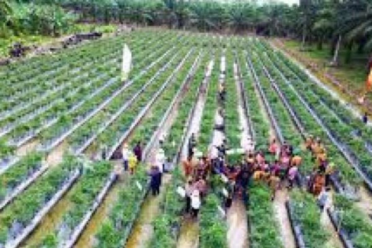  AAI Riau Ajak Petani Siak Budidaya Aren