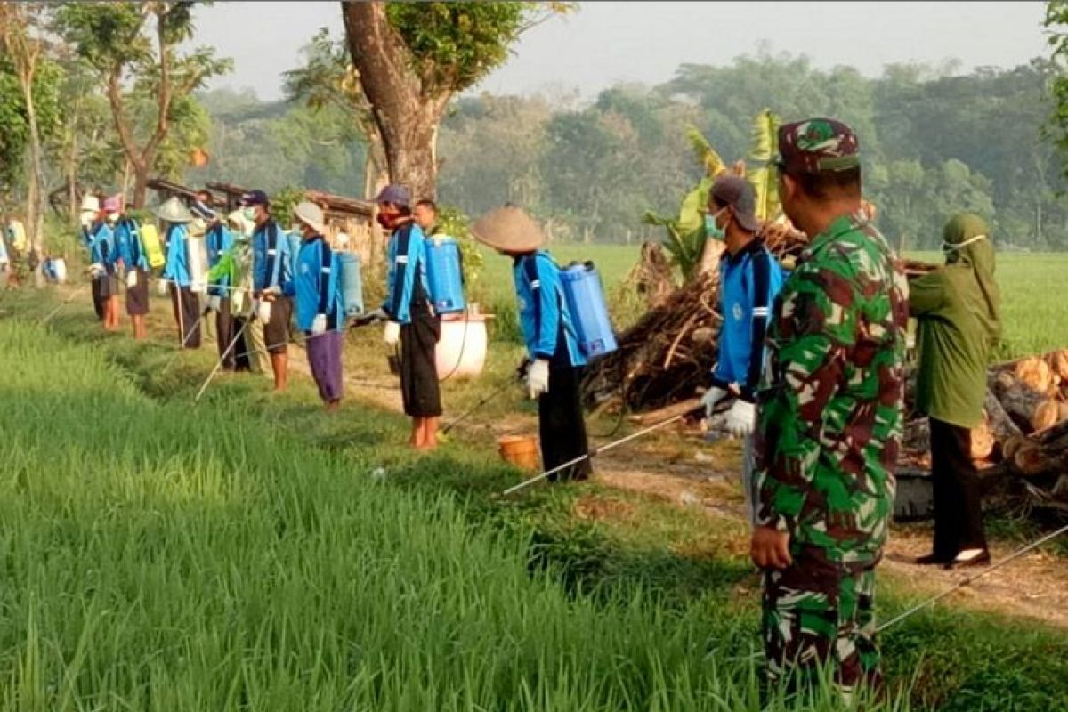 TNI Bantu Petani Semprot Massal Padi