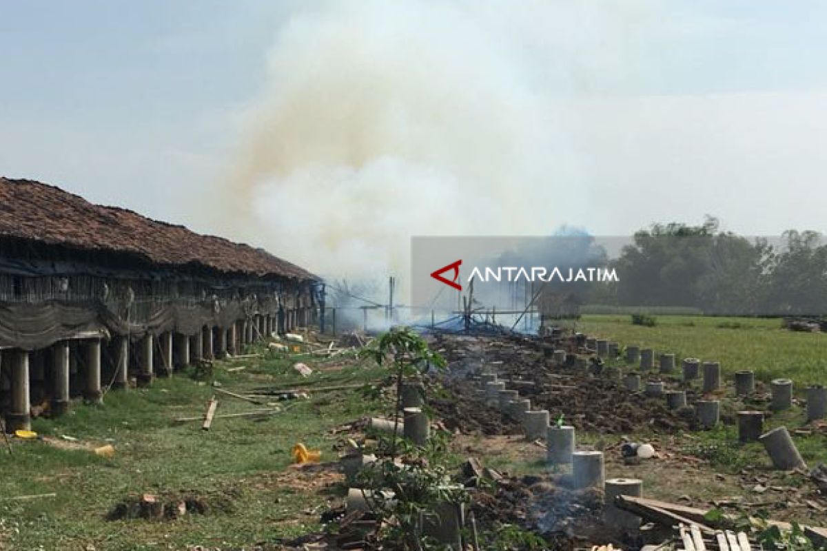 Kandang Ternak Ayam Potong di Ponorogo Terbakar