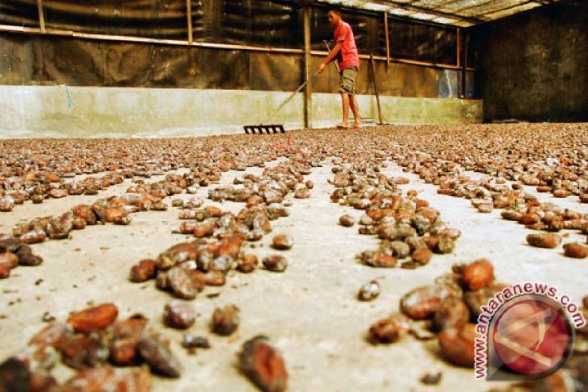 Pengusaha Sulteng minta pengelola KEK bangun kampung kakao