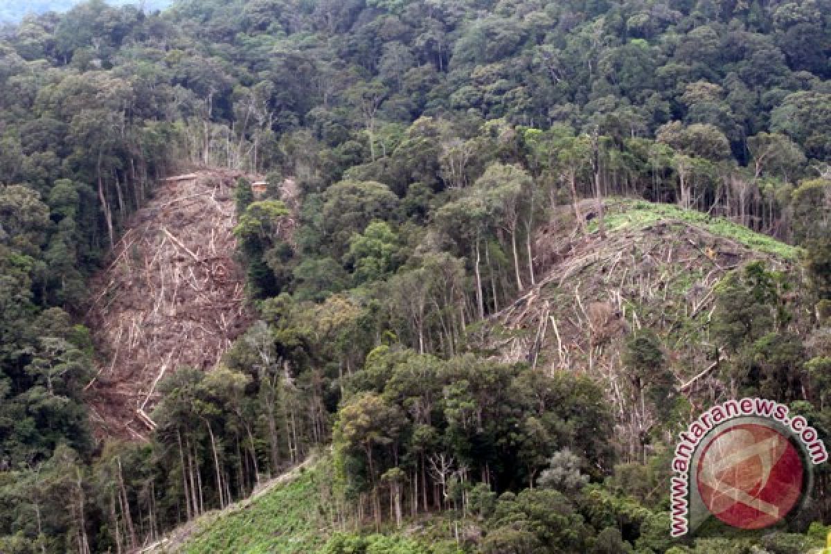 More than 3,000 hectares of forests damaged in Aceh