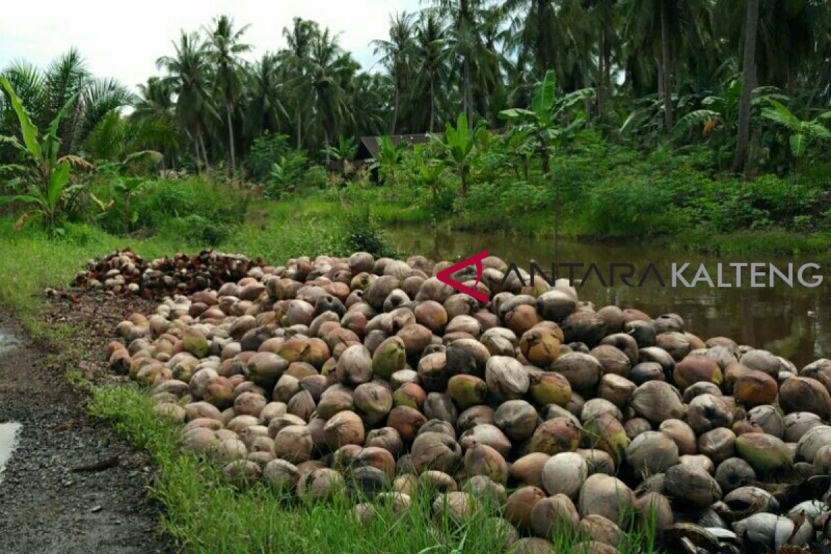 Petani Kotim galau harga kelapa anjlok
