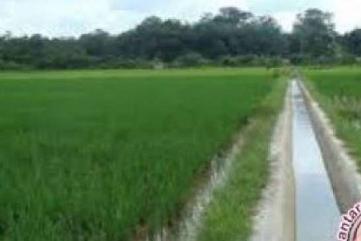 26 Kilometer Irigasi Akan Diperbaiki, 1.293 Hektare Sawah di Kuansing Bakal Produktif