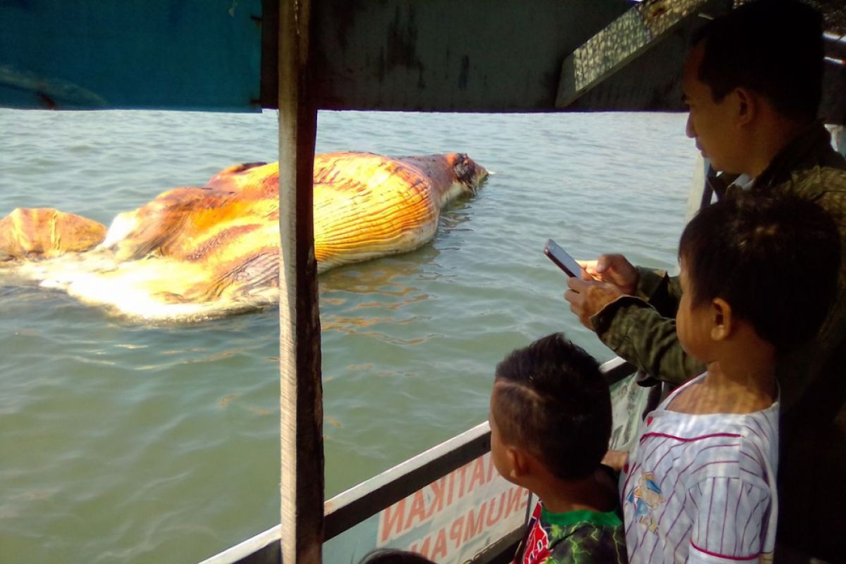 Bangkai Ikan Paus yang Terdampar di Probolinggo Dievakuasi ke Tengah Laut