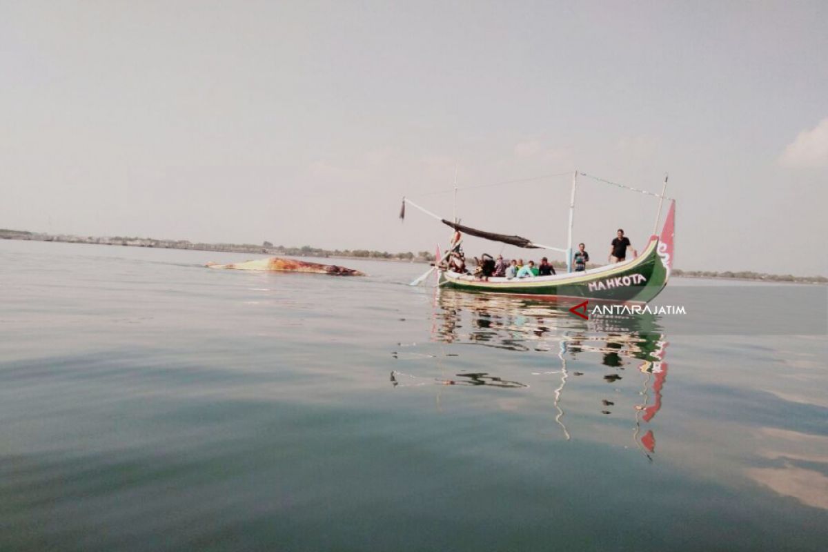 Fenomena Ikan Paus Sering Terdampar di Probolinggo