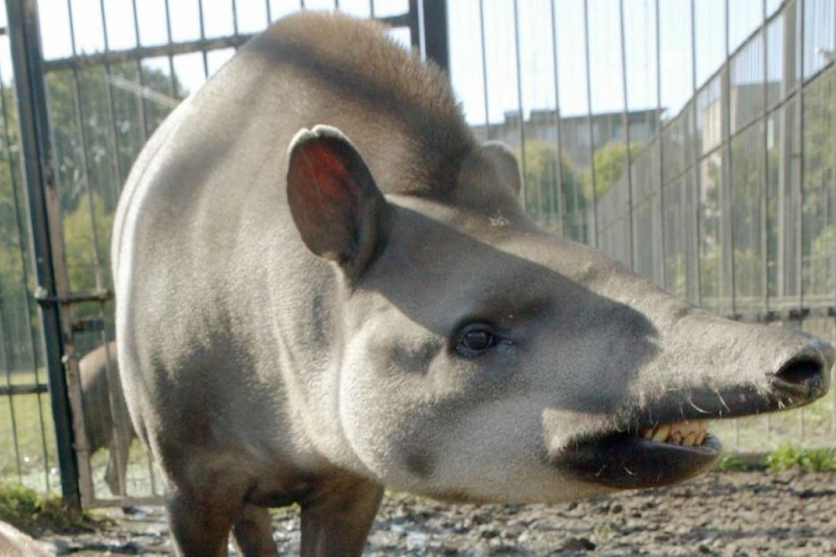 Tapir 'Cleopatra