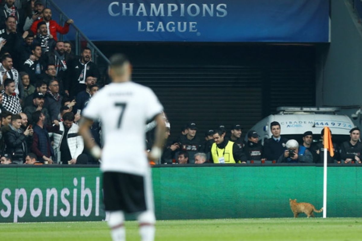 Gara-gara Kucing Masuk Lapangan , Besiktas Dikenai Denda UEFA